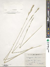 Brachypodium phoenicoides image