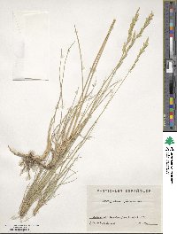 Brachypodium phoenicoides image