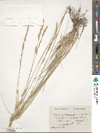 Brachypodium phoenicoides image