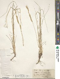 Brachypodium pinnatum image