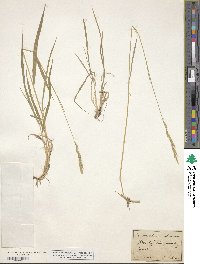 Brachypodium pinnatum image