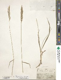 Brachypodium pinnatum image