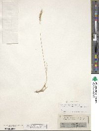 Brachypodium pinnatum image