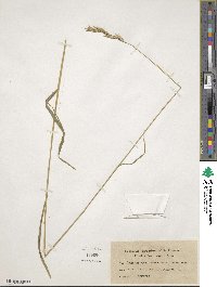 Brachypodium pinnatum image