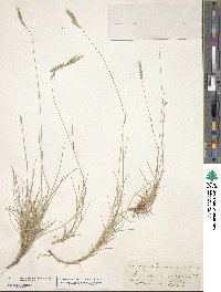 Brachypodium retusum image