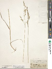 Brachypodium retusum image