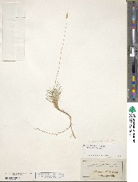 Brachypodium retusum image