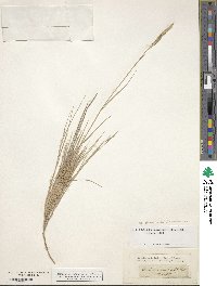 Brachypodium retusum image