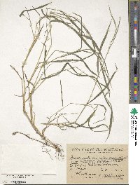 Brachypodium sylvaticum image