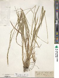 Brachypodium sylvaticum image