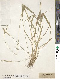 Brachypodium sylvaticum image