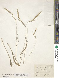 Brachypodium sylvaticum image