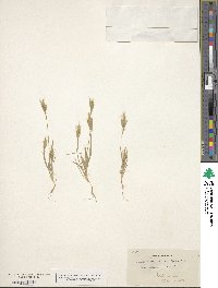 Brachypodium distachyon image