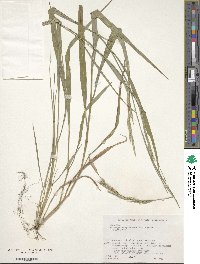 Brachypodium sylvaticum image