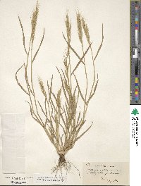 Brachypodium pinnatum image