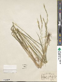 Brachypodium sylvaticum image