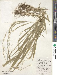 Brachypodium sylvaticum image