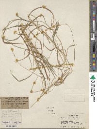 Brachypodium sylvaticum image