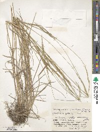 Brachypodium sylvaticum image