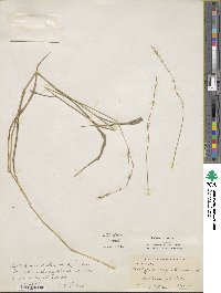 Brachypodium sylvaticum image