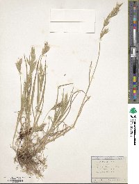 Brachypodium distachyon image