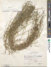 Image of Brachypodium flexum