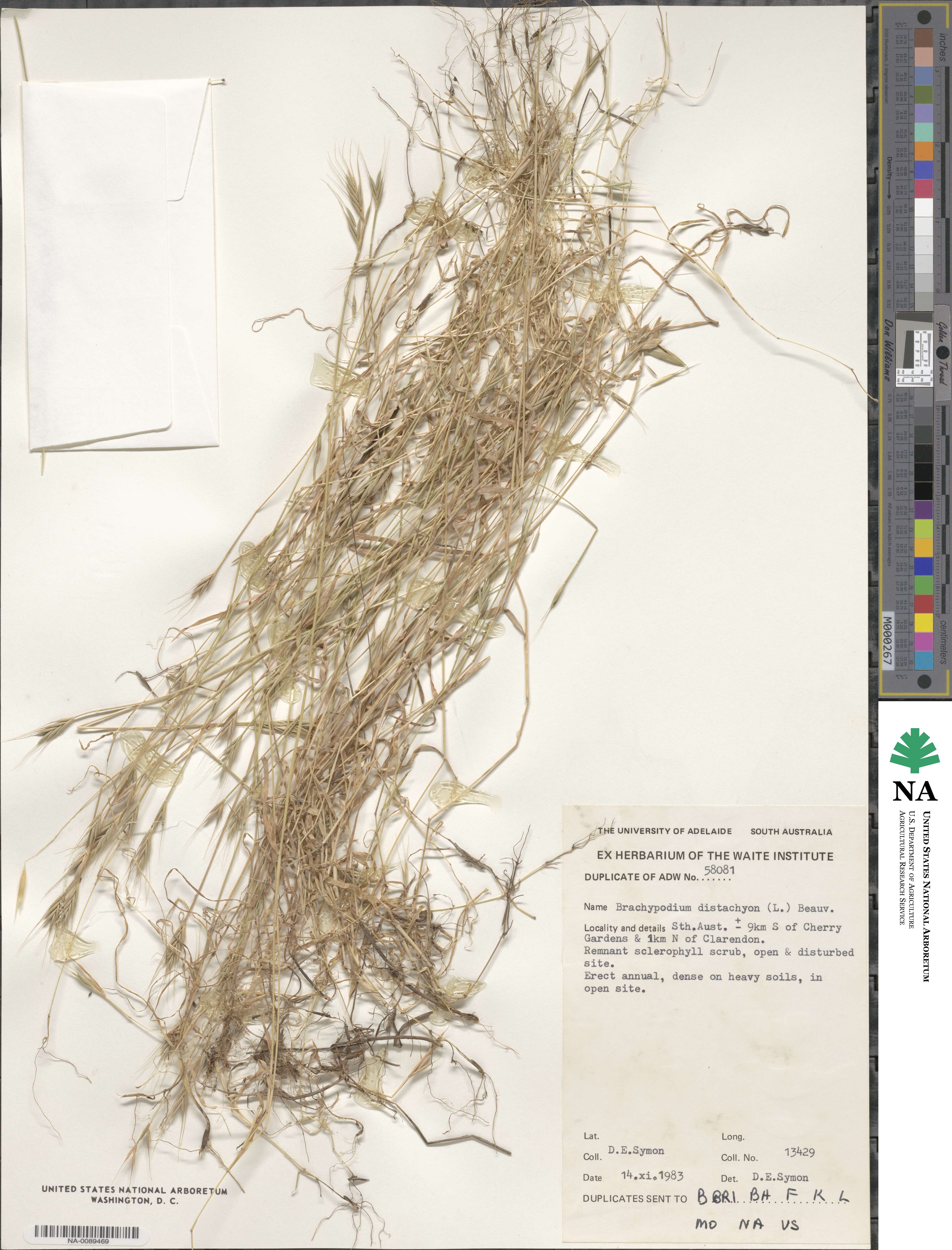 Brachypodium distachyon image