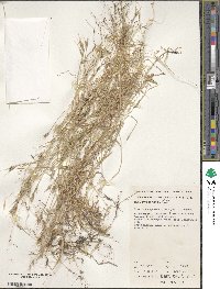 Brachypodium distachyon image