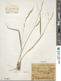 Brachypodium pinnatum image