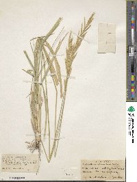 Brachypodium pinnatum image