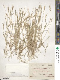 Brachypodium distachyon image