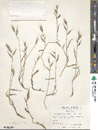 Brachypodium distachyon image