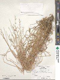 Brachypodium distachyon image