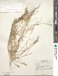 Brachypodium distachyon image