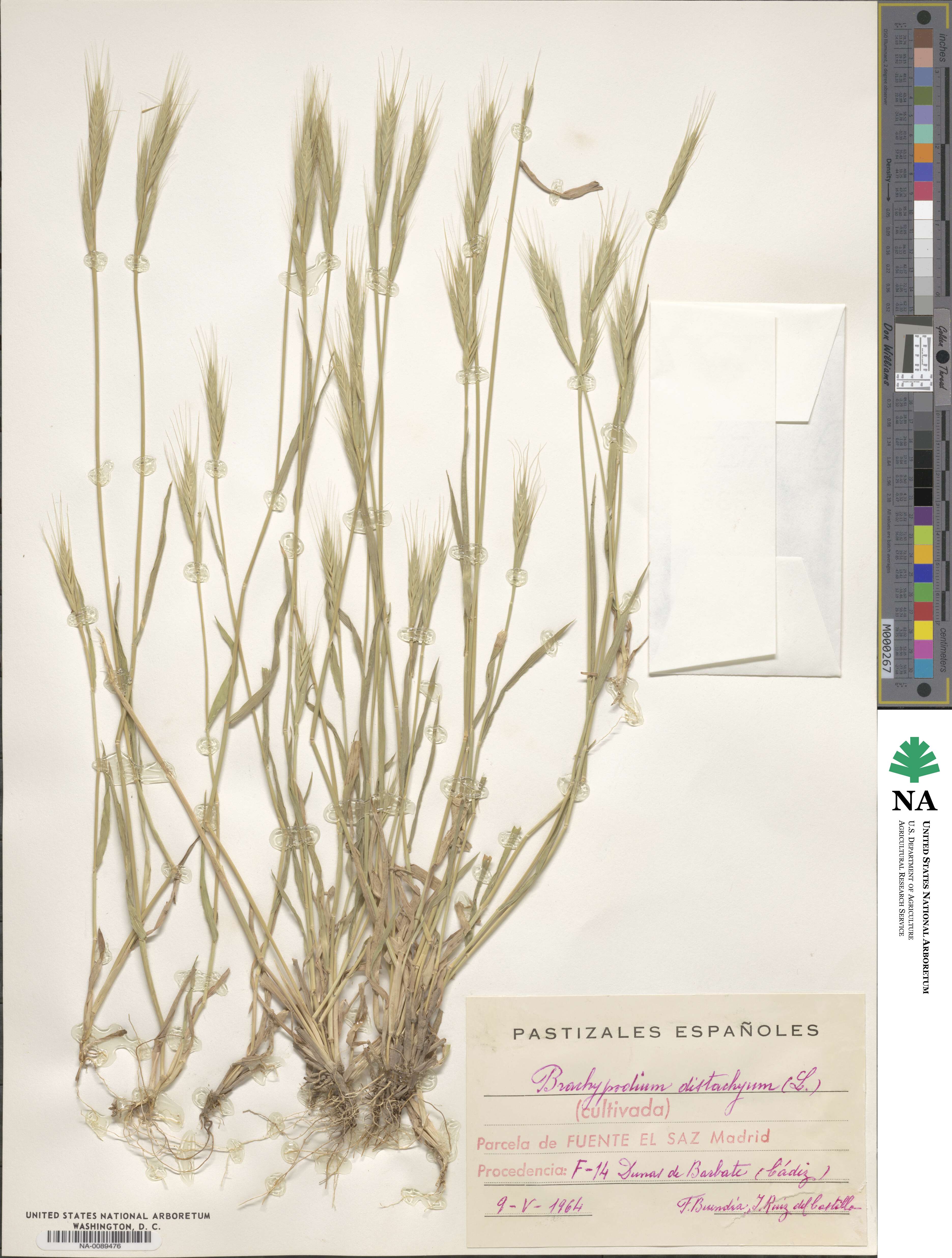 Brachypodium distachyon image
