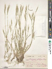 Brachypodium distachyon image