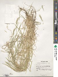 Brachypodium distachyon image