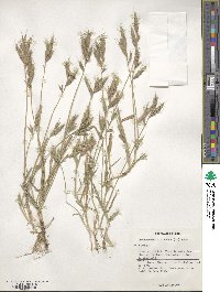 Brachypodium distachyon image