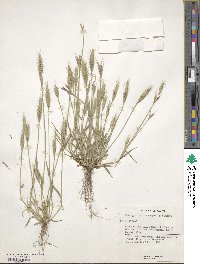 Brachypodium distachyon image