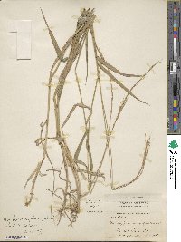 Brachypodium japonicum image