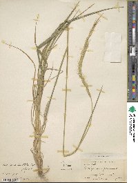 Brachypodium japonicum image