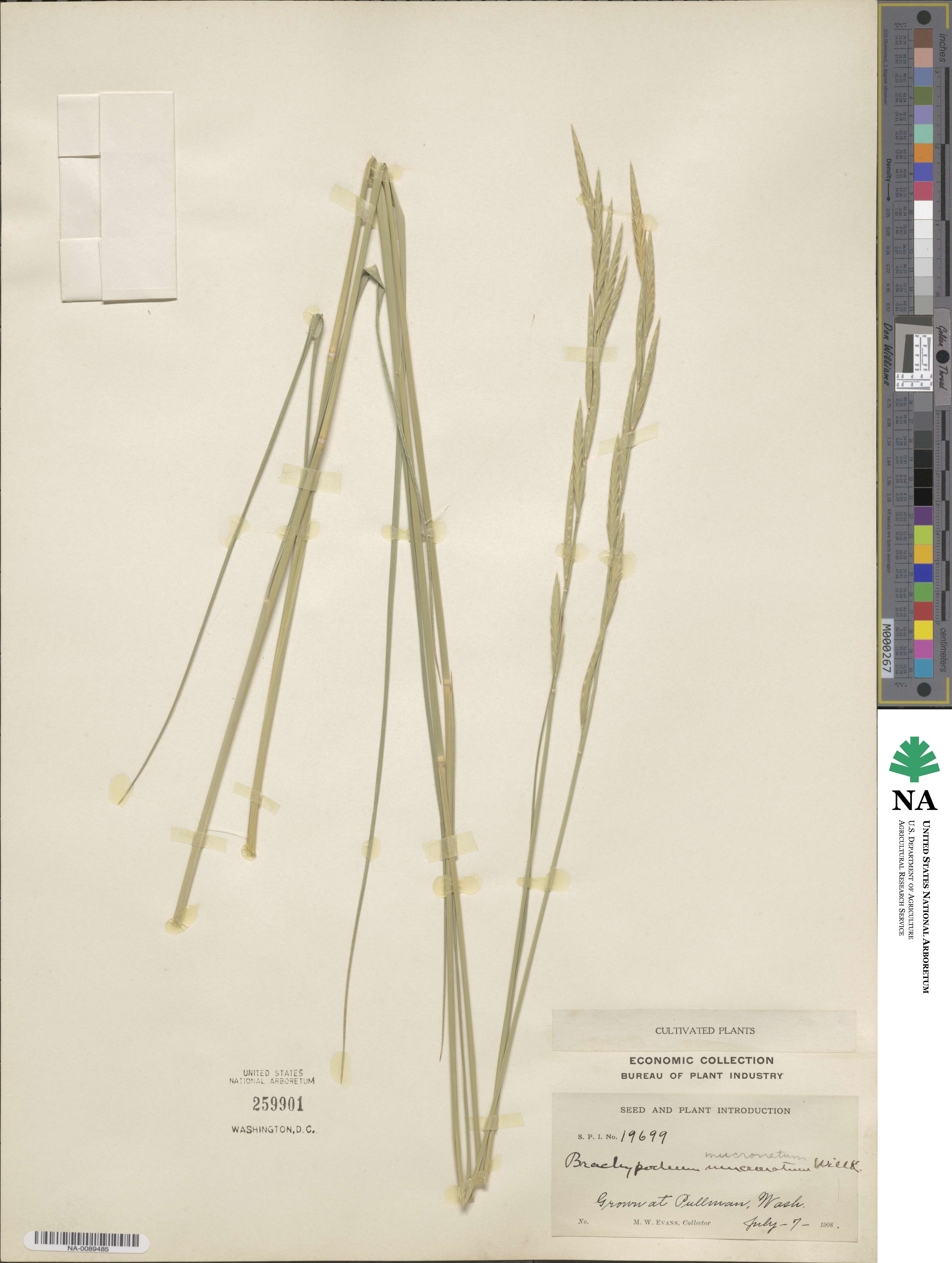Brachypodium phoenicoides image