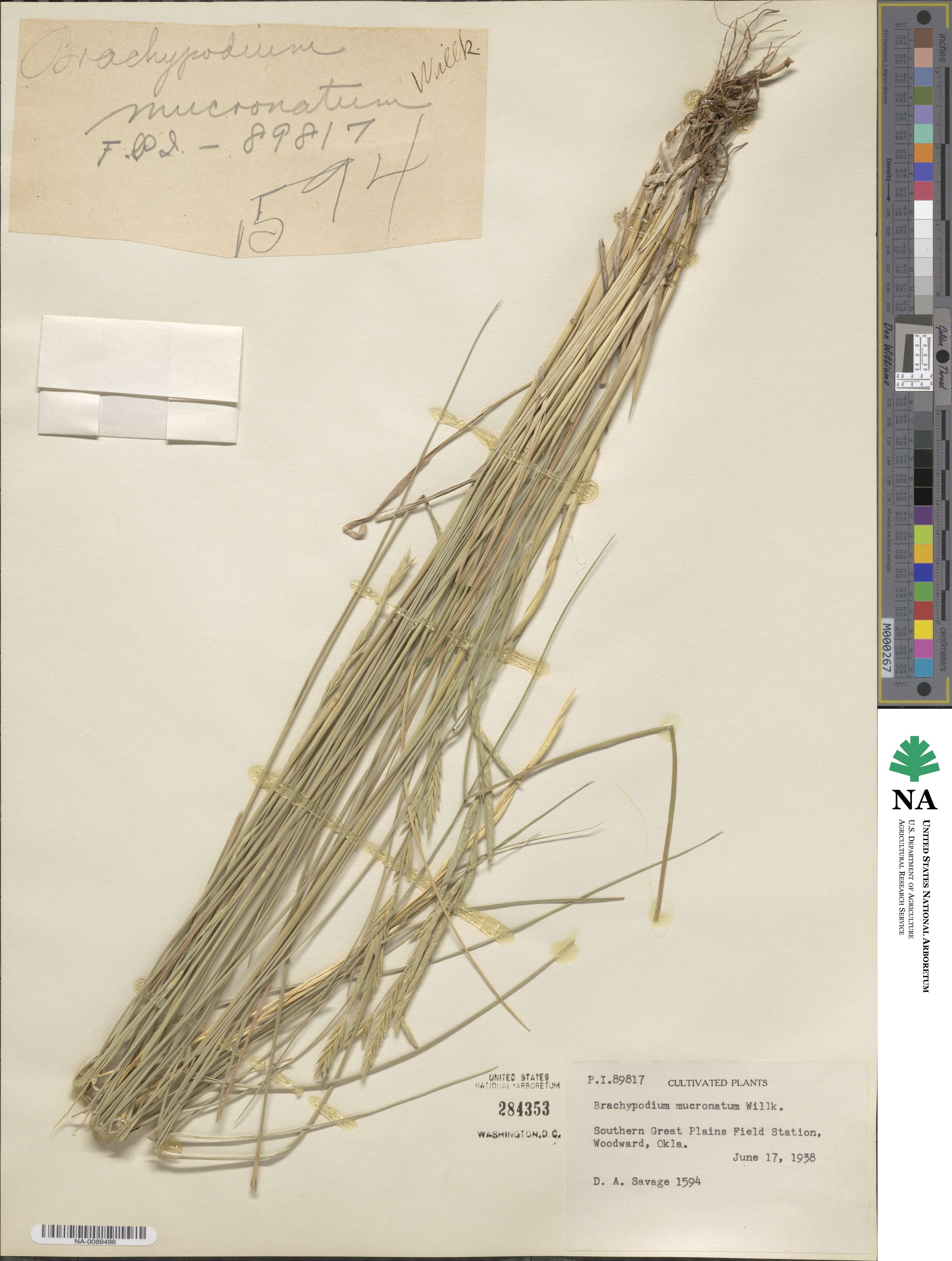Brachypodium phoenicoides image