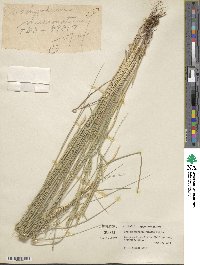 Brachypodium phoenicoides image