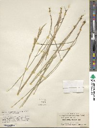 Brachypodium phoenicoides image