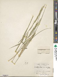 Brachypodium phoenicoides image