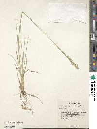 Brachypodium phoenicoides image