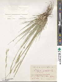 Brachypodium phoenicoides image