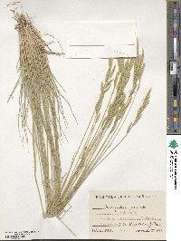 Brachypodium phoenicoides image