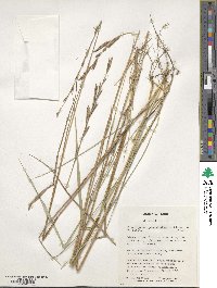 Brachypodium phoenicoides image